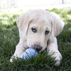 Classic Natural Puppy Teething Rubber KONG Chew Toy